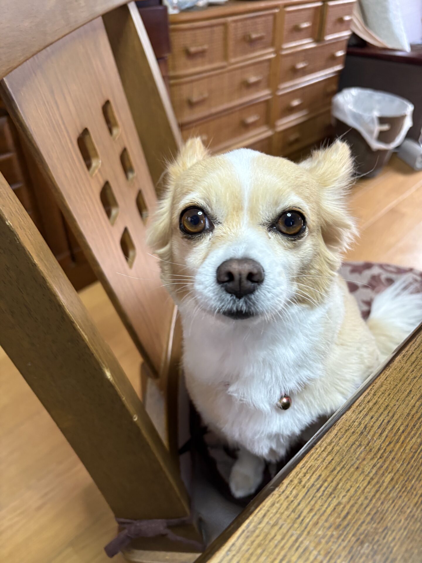 A Hug for Lulu – $1