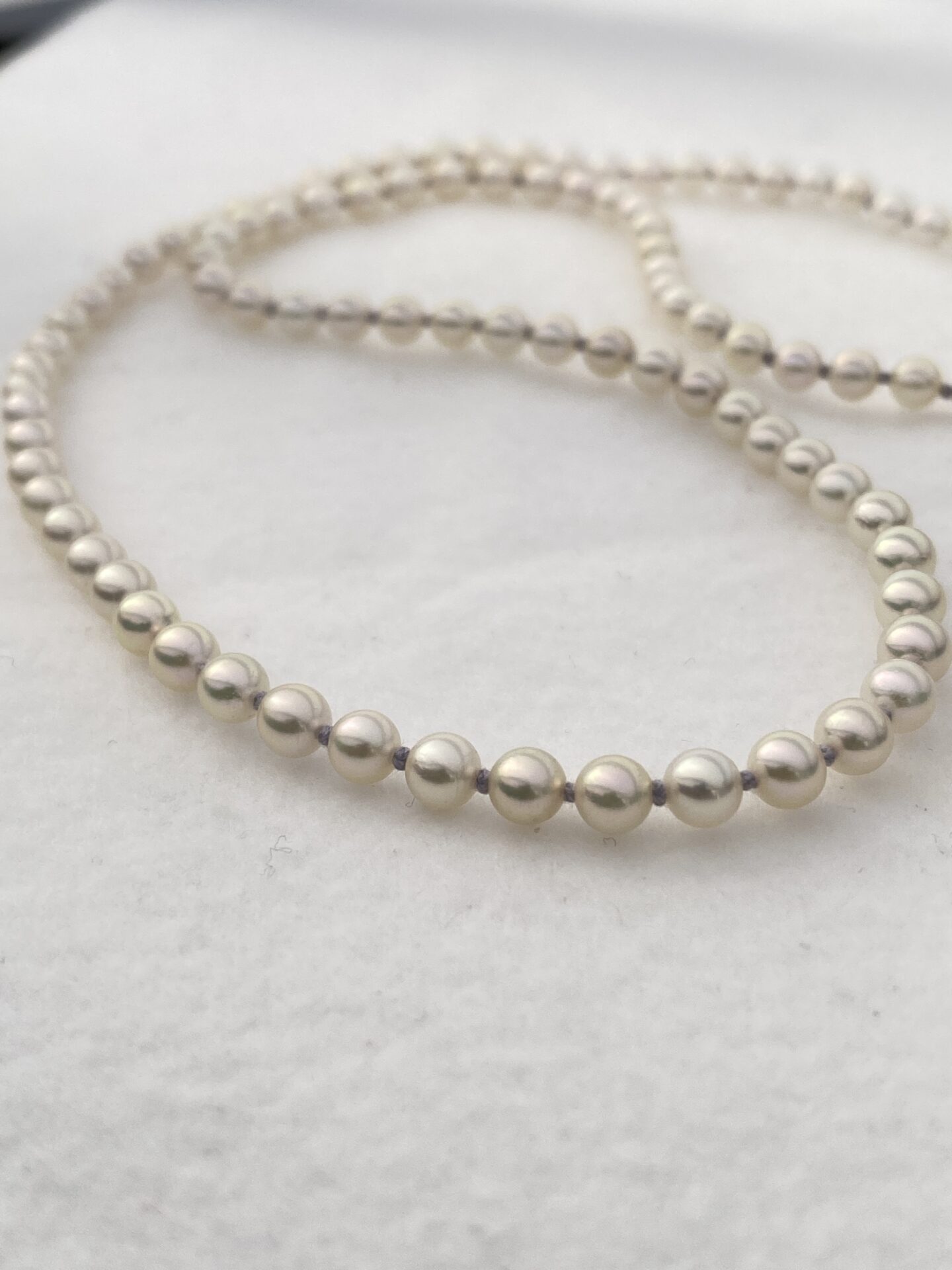 Wild Berry Trail　※Reserved