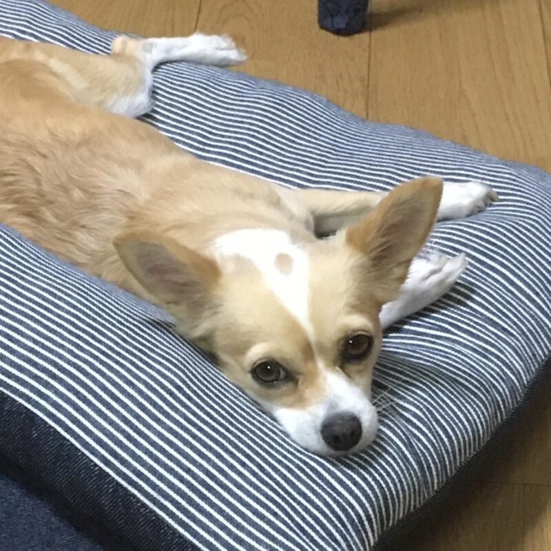 Lulu, acting proprietor of Flower Jem